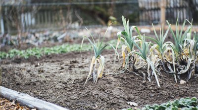 Col·labora en la integració de l'agricultura urbana