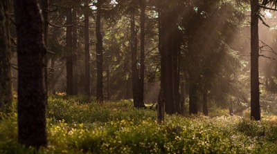 Descobreix els ODS tot explorant el bosc