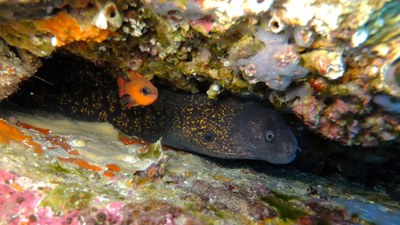 Investiga les profunditats marines des de les aules Investiga les profunditats marines des de les aules